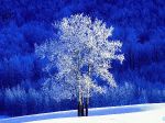 Frosted aspen tree standing in a snow covered meadow, British Columbia, Canada